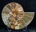 Inch Split Ammonite Pair #2623-4